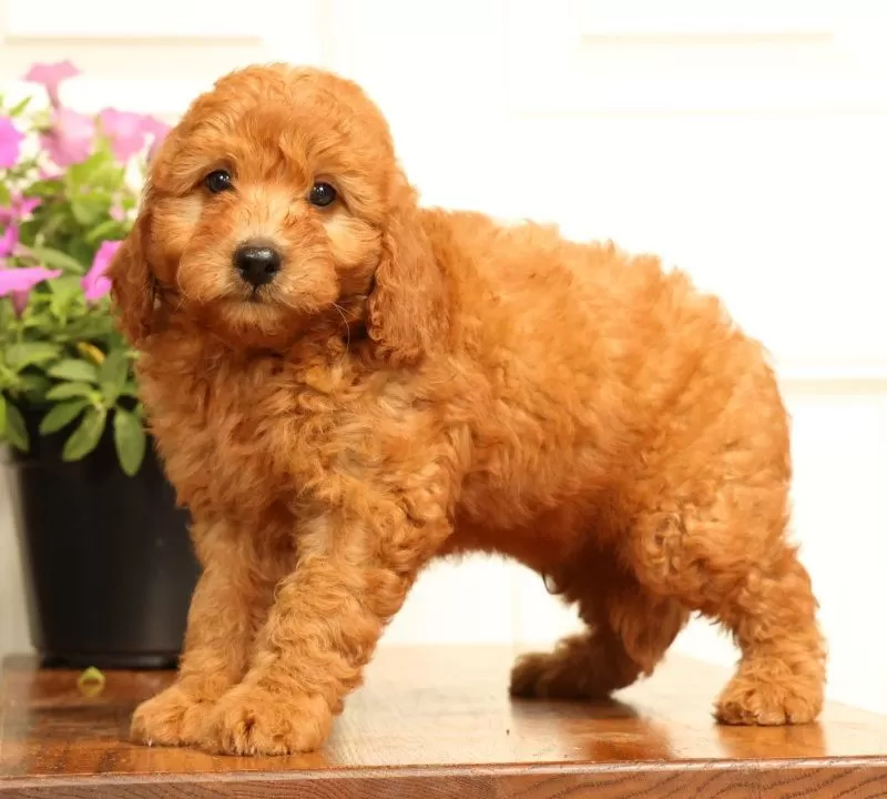 Fido