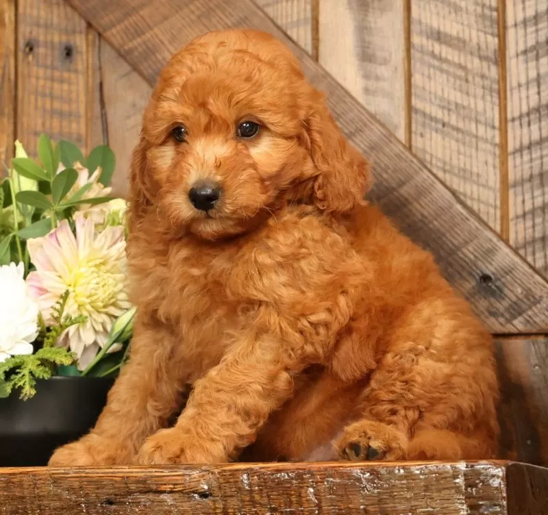 Fido