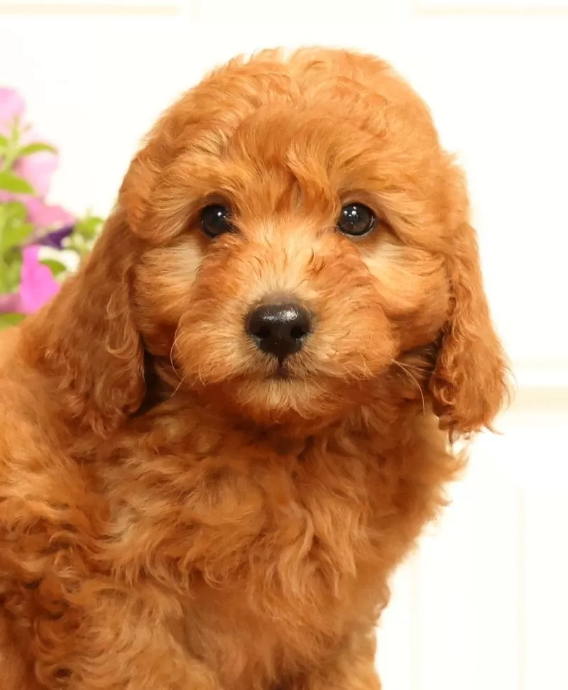 Fido