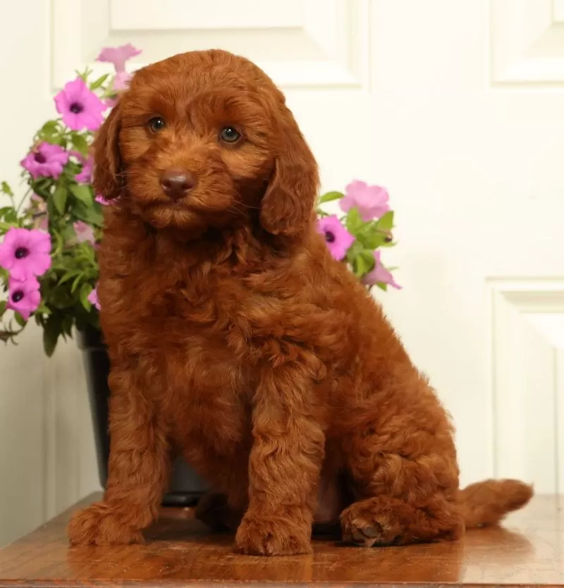 Holly