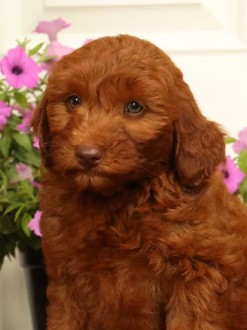 Holly