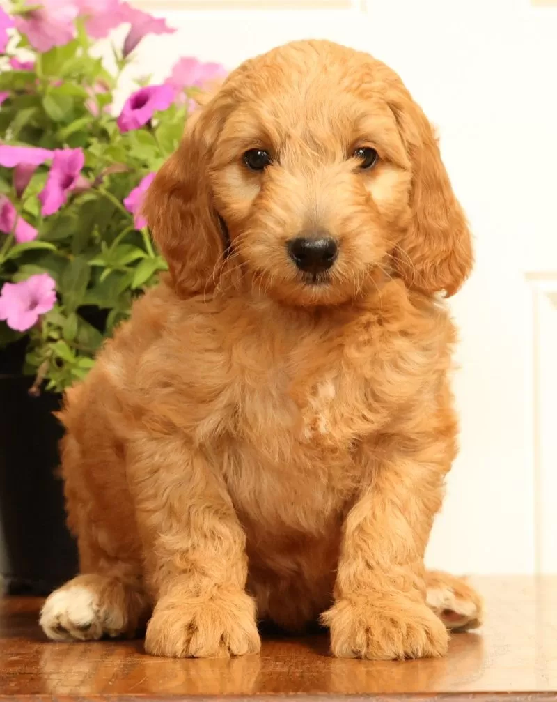 Bella