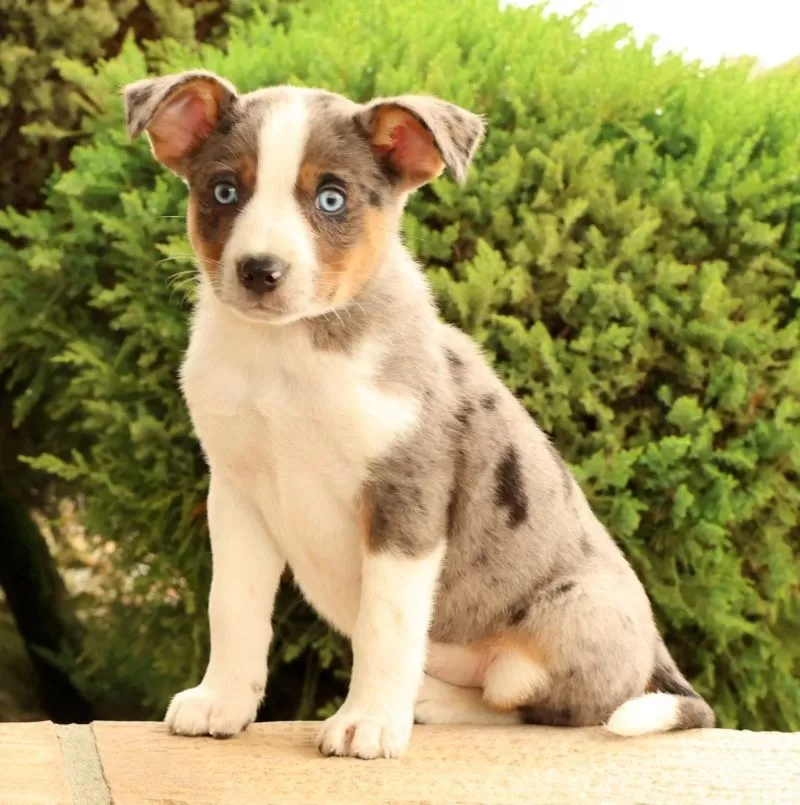 Benji