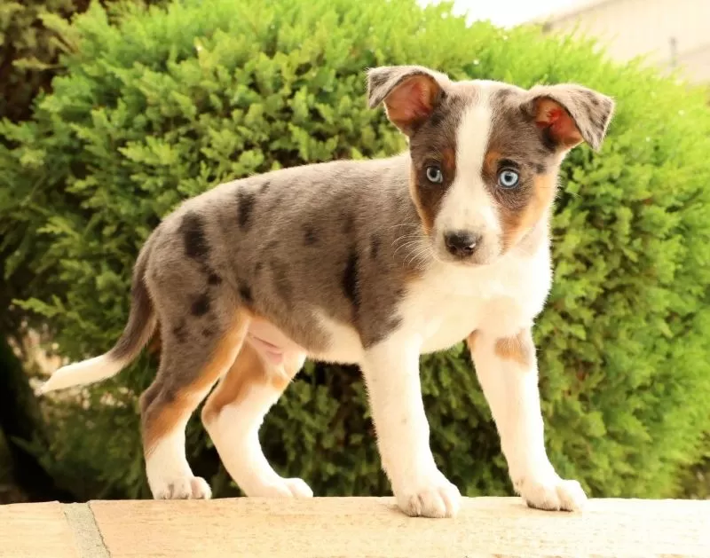 Benji