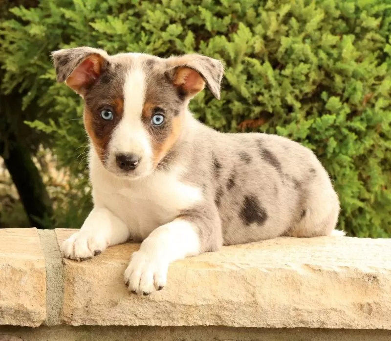 Benji