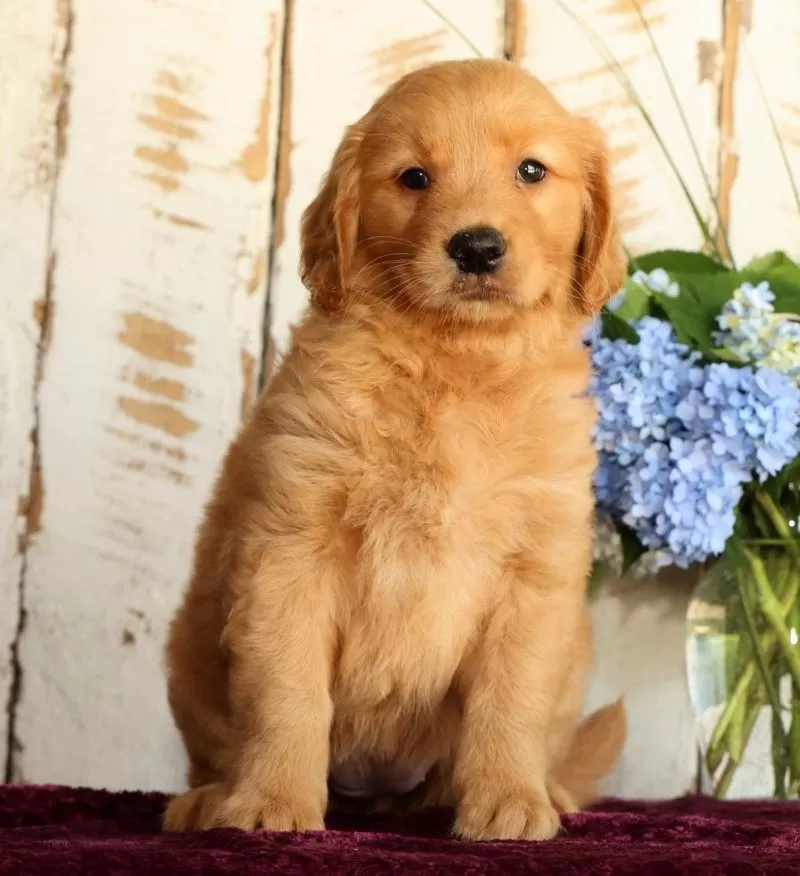 Sadie