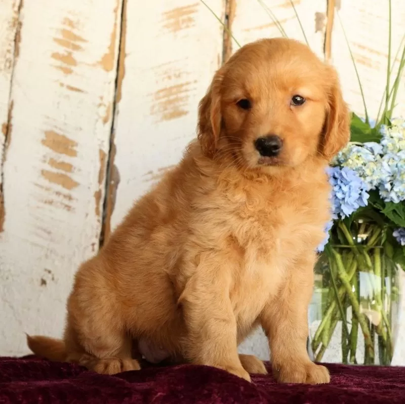 Sadie
