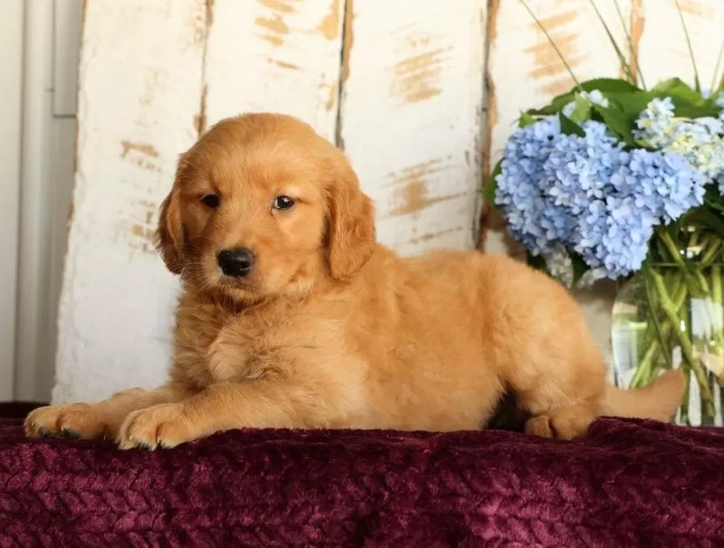 Sadie