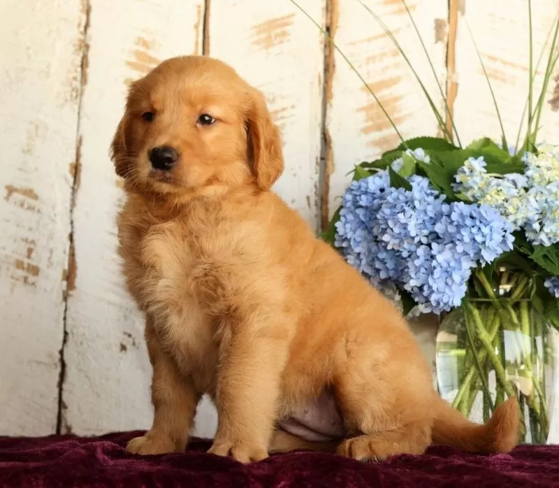 Sadie
