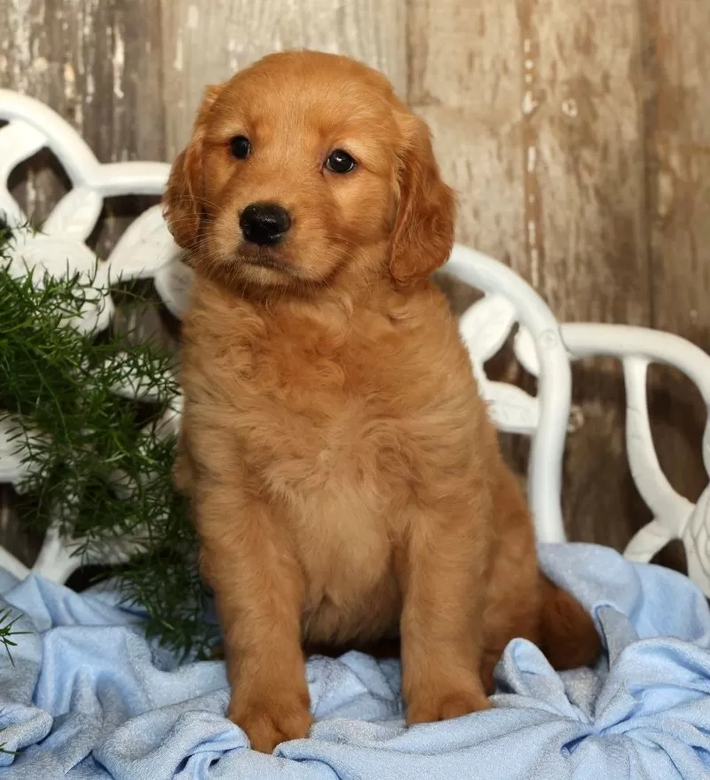 Sadie