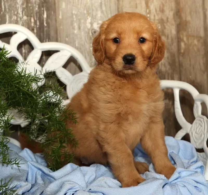 Sadie