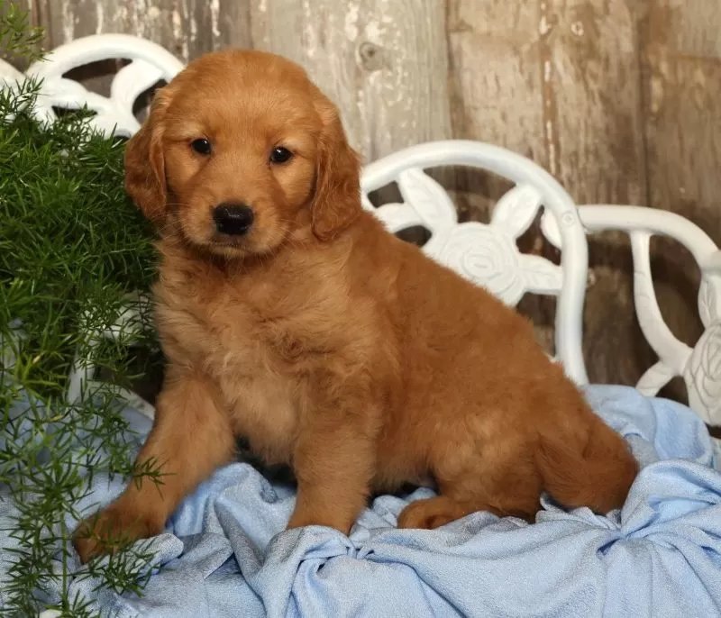 Sadie