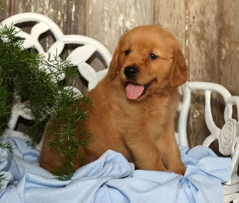 Jasper