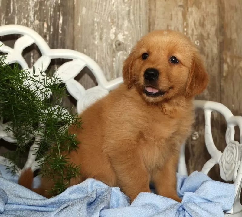 Jingle