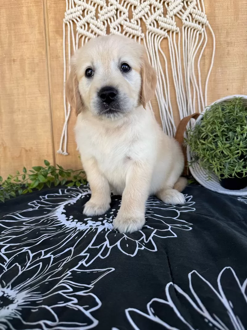 Gigi