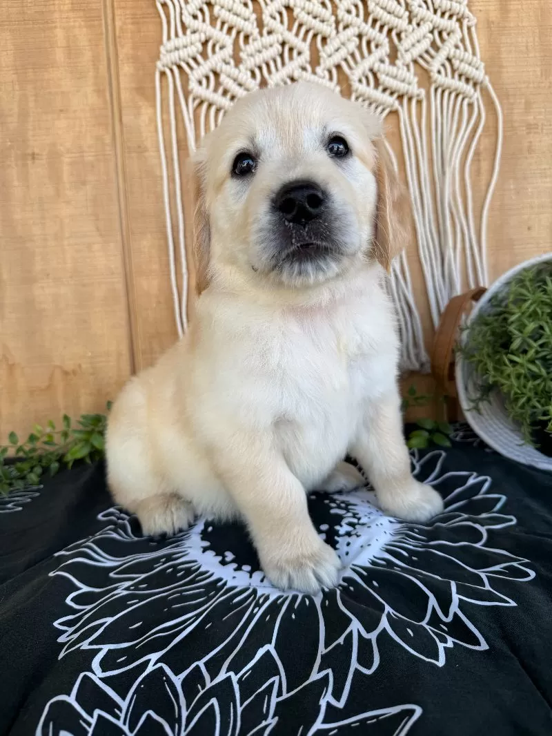 Gigi