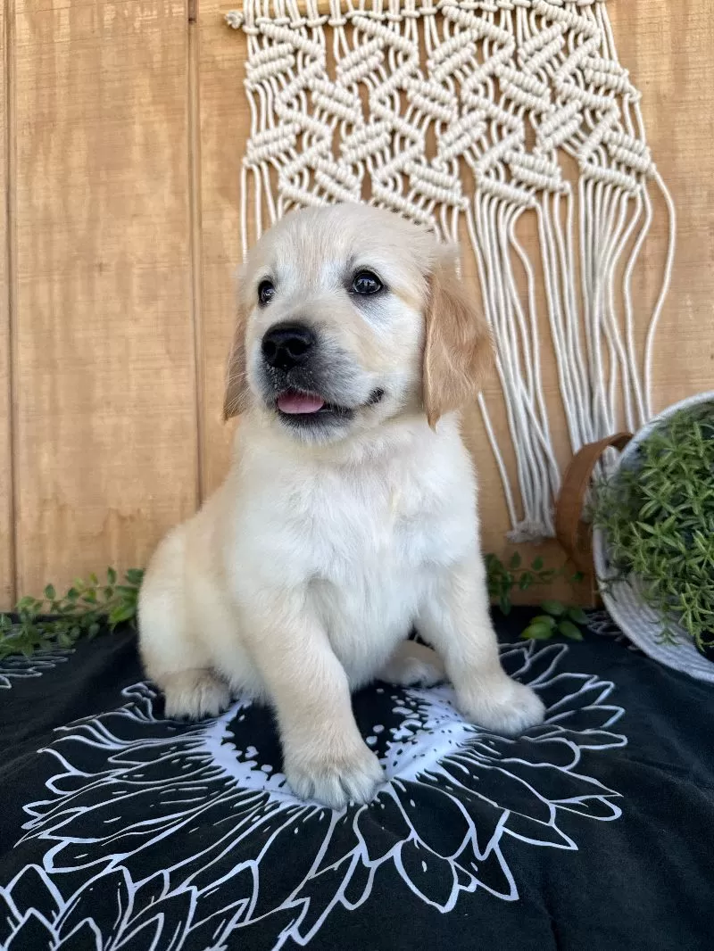 Gigi
