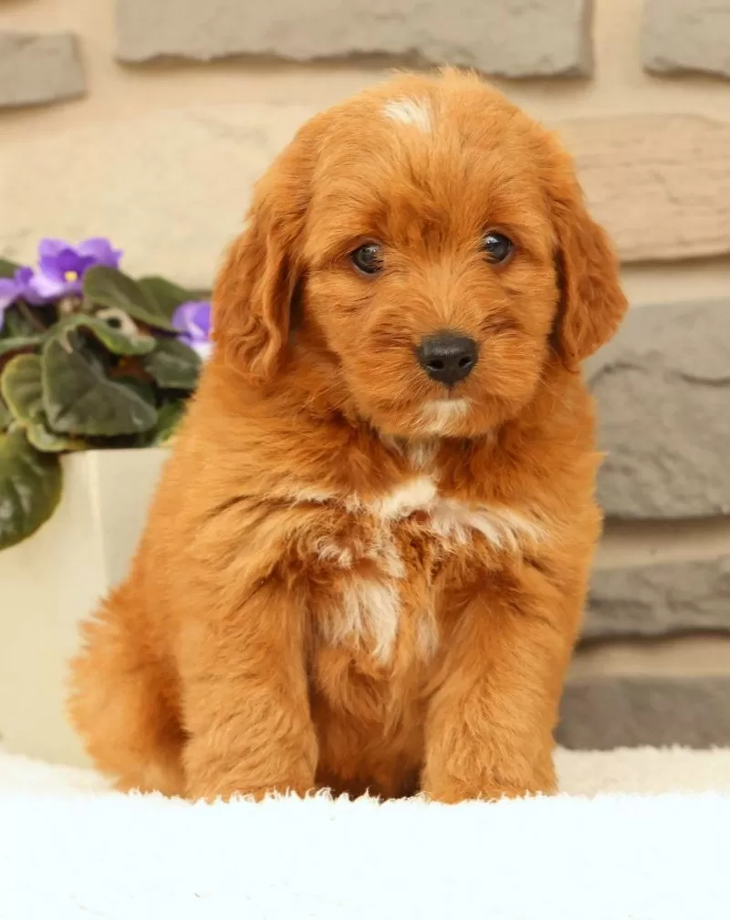 Carmello