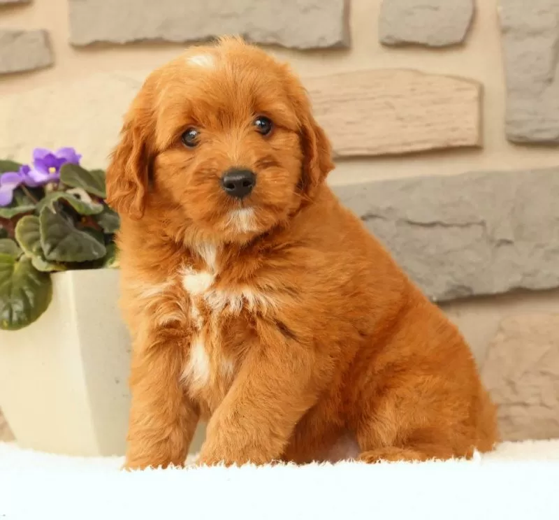 Carmello