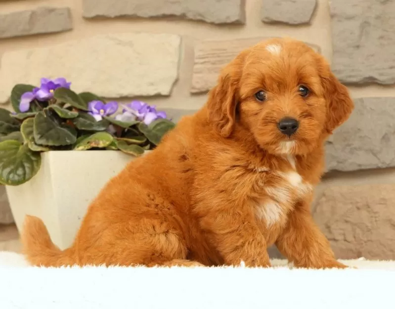 Carmello