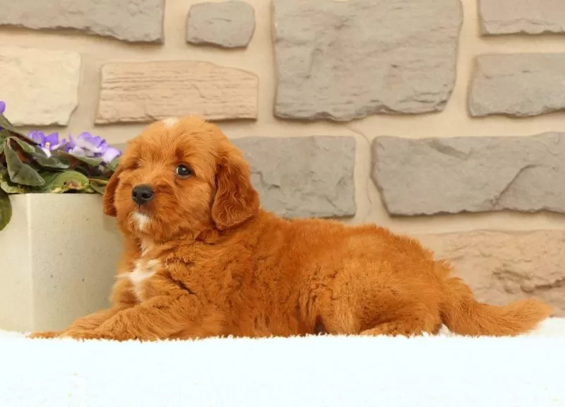 Carmello