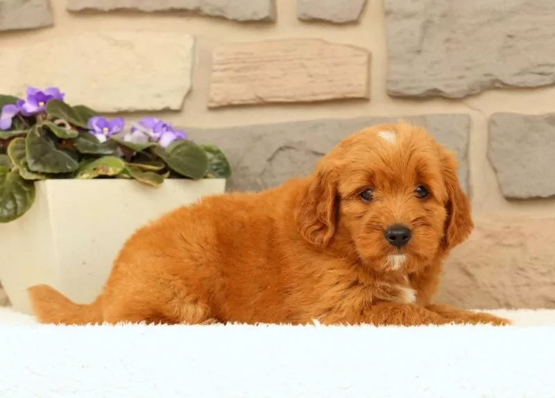 Carmello