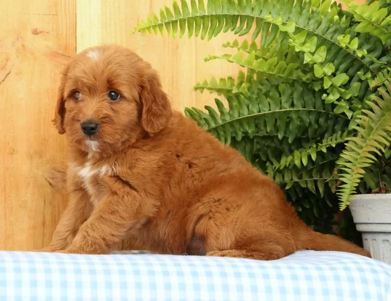 Carmello