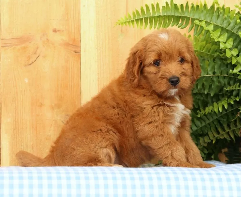 Carmello