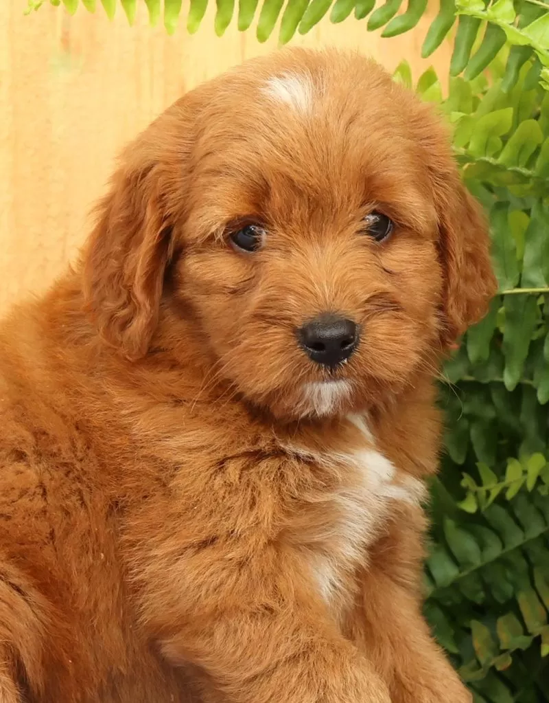 Carmello