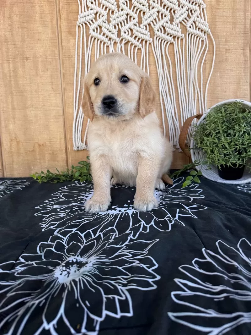 Gemma