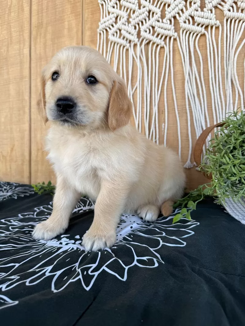 Gemma