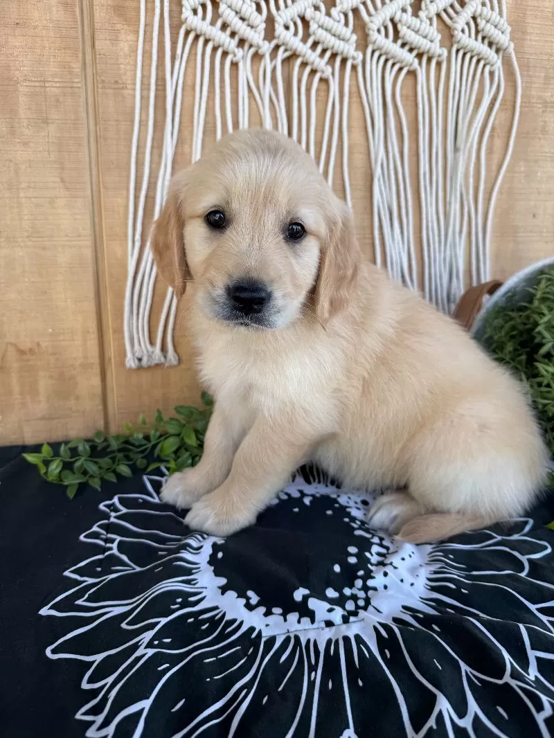 Gemma