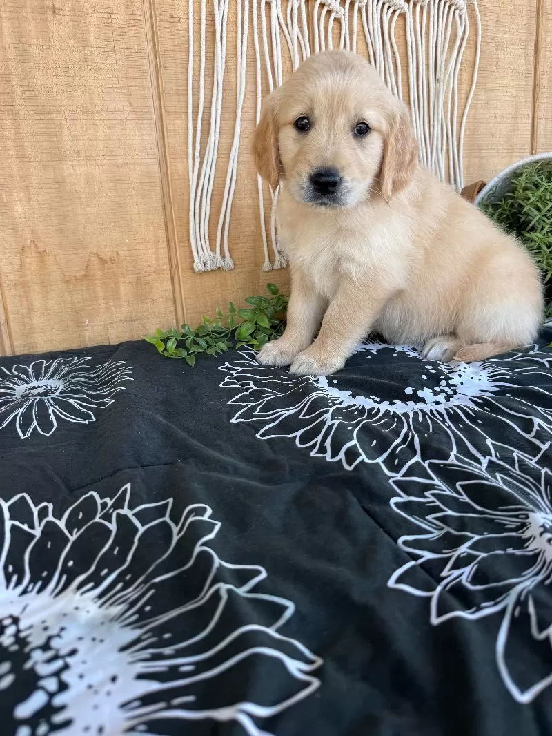 Gemma