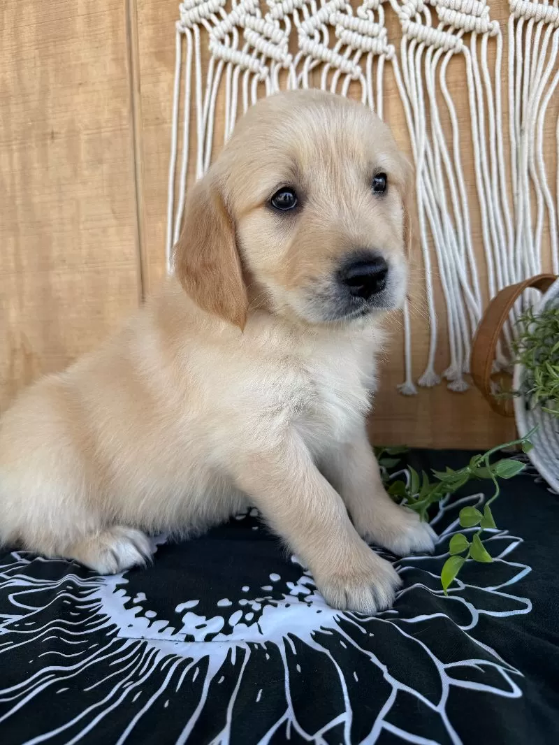 Gemma