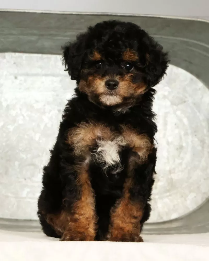 Pepper