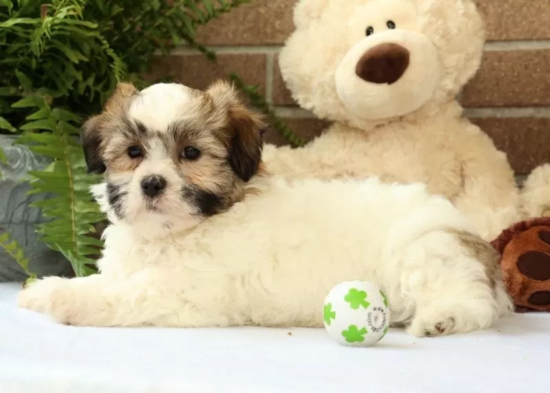 Brett
