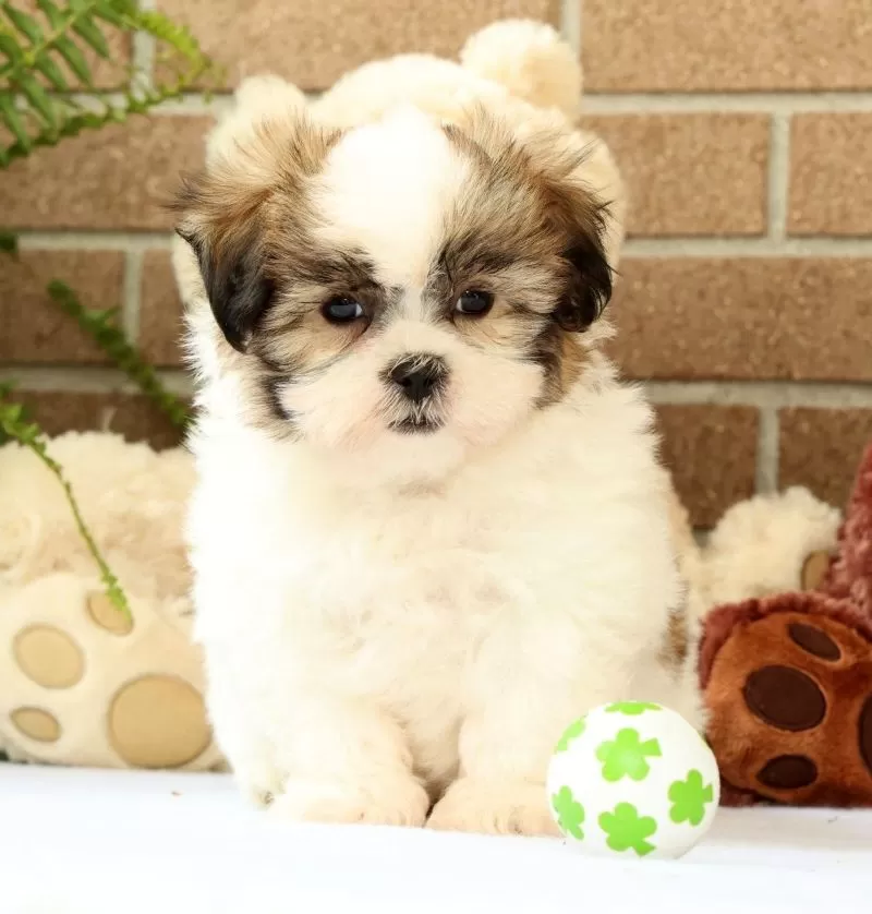 Braxton