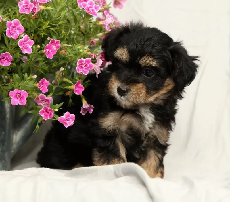 Lacey