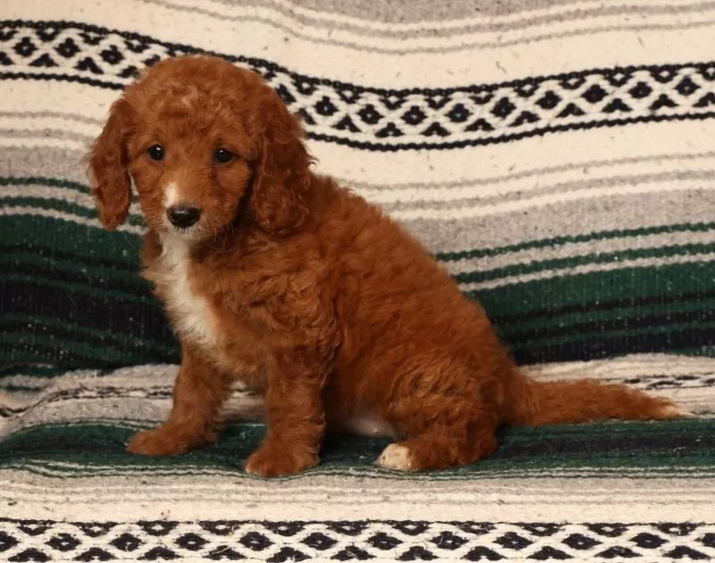 Mia