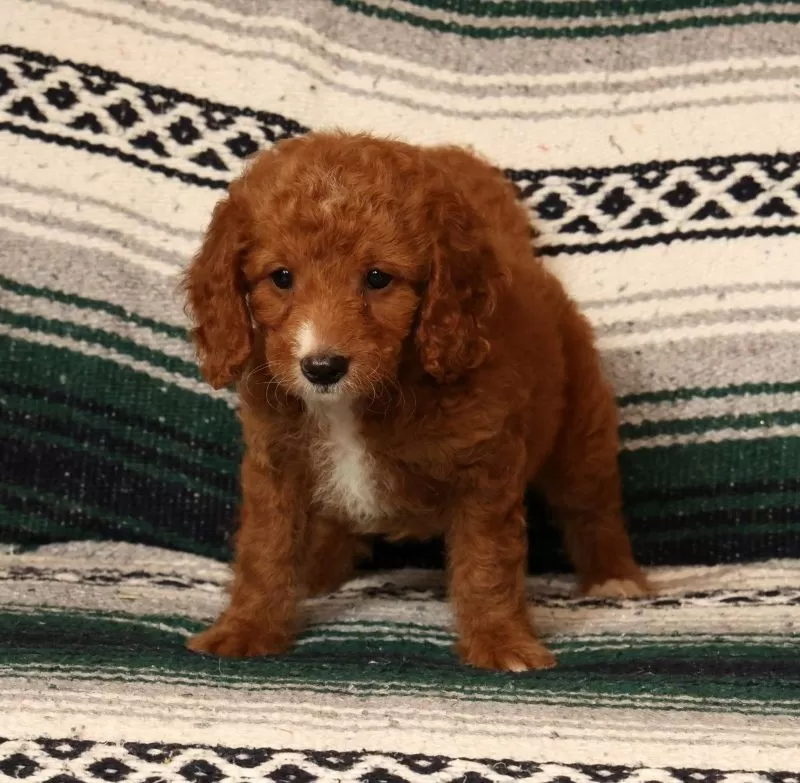 Mia