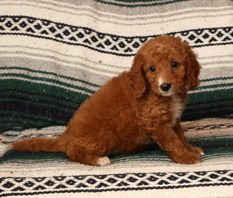 Mia