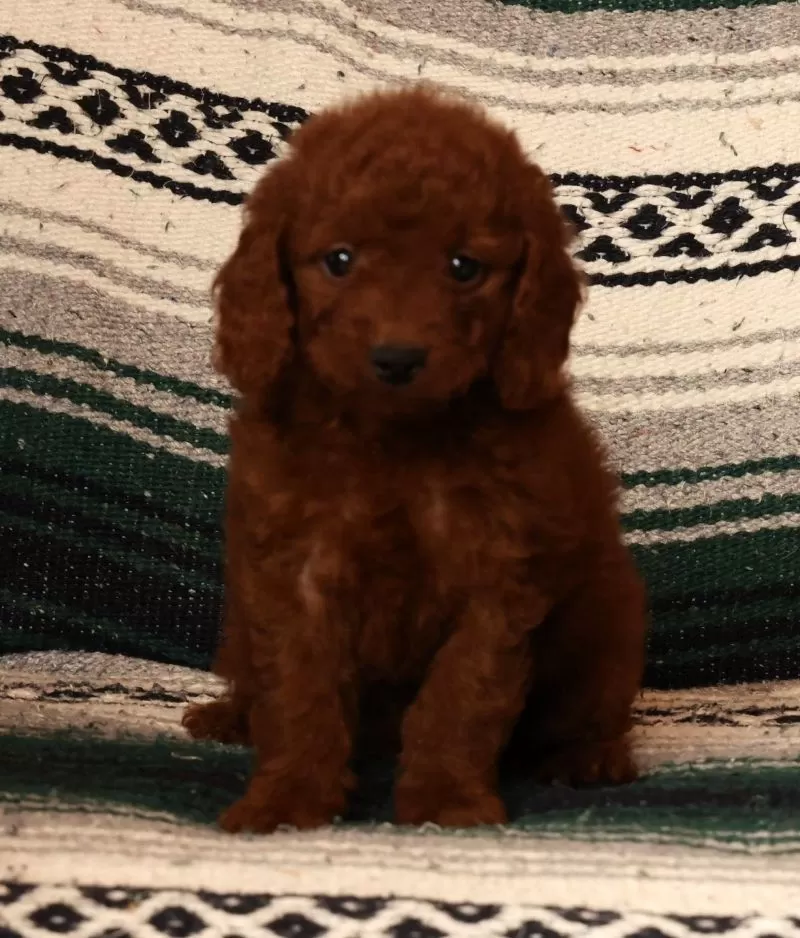 Molly