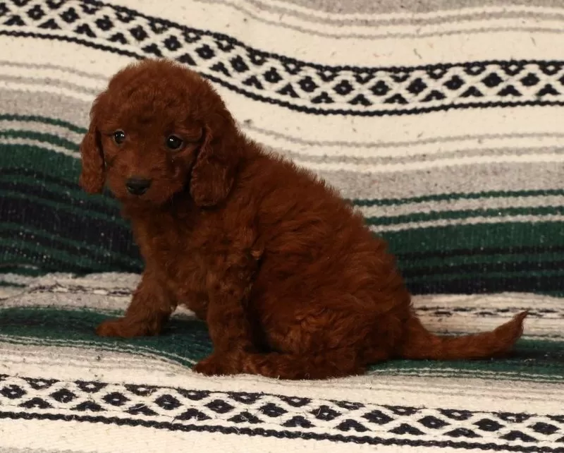 Molly