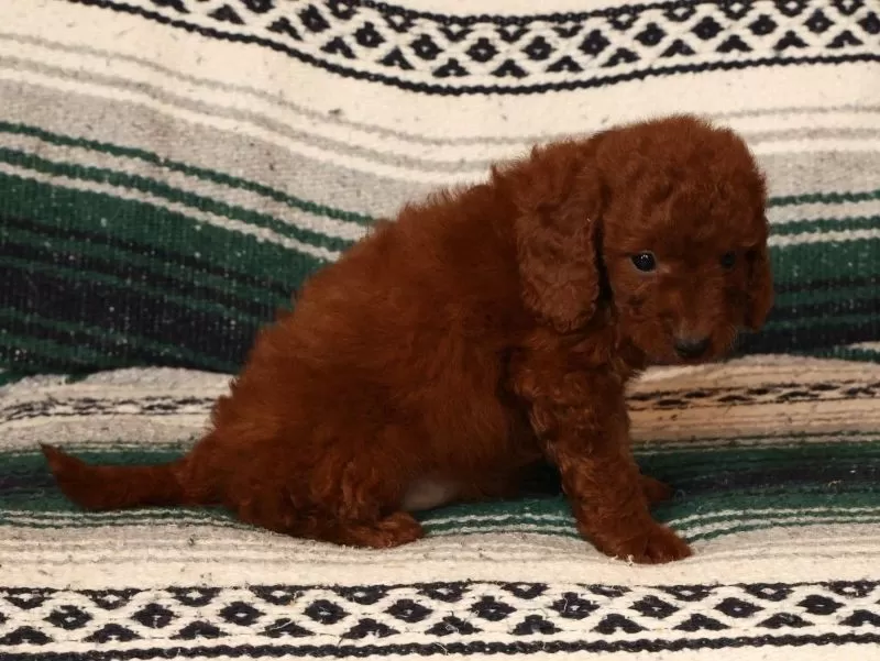 Molly