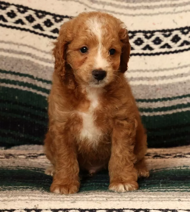 Mason