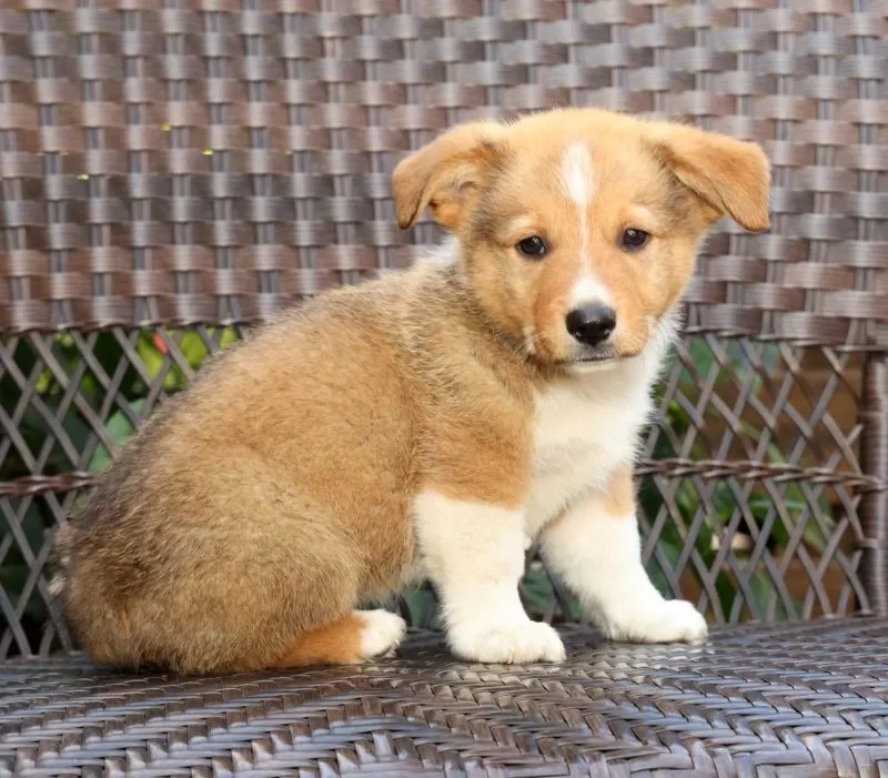 Finnigan