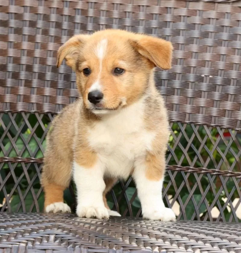 Finnigan