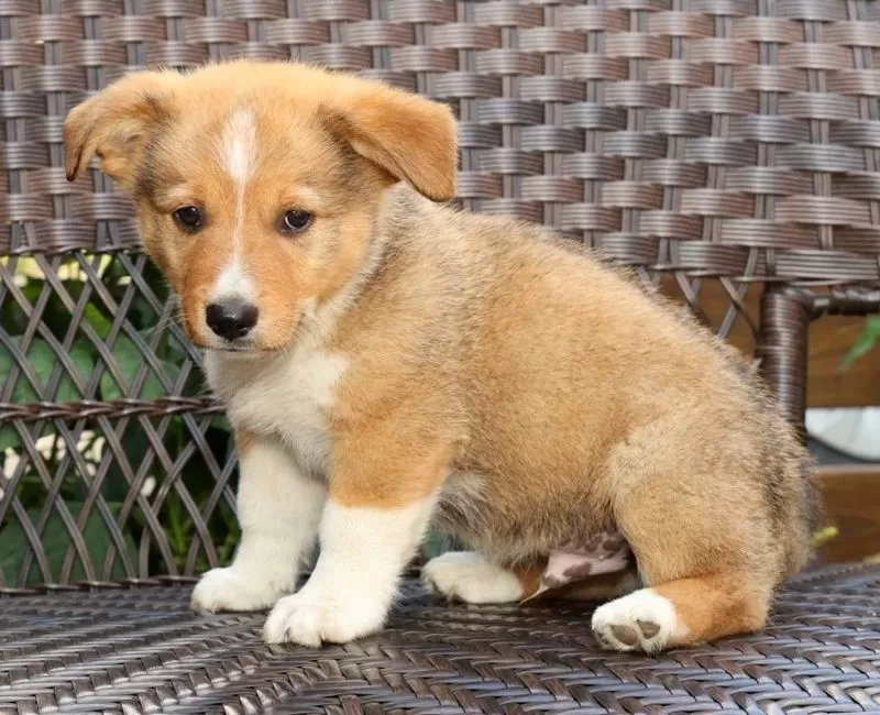 Finnigan