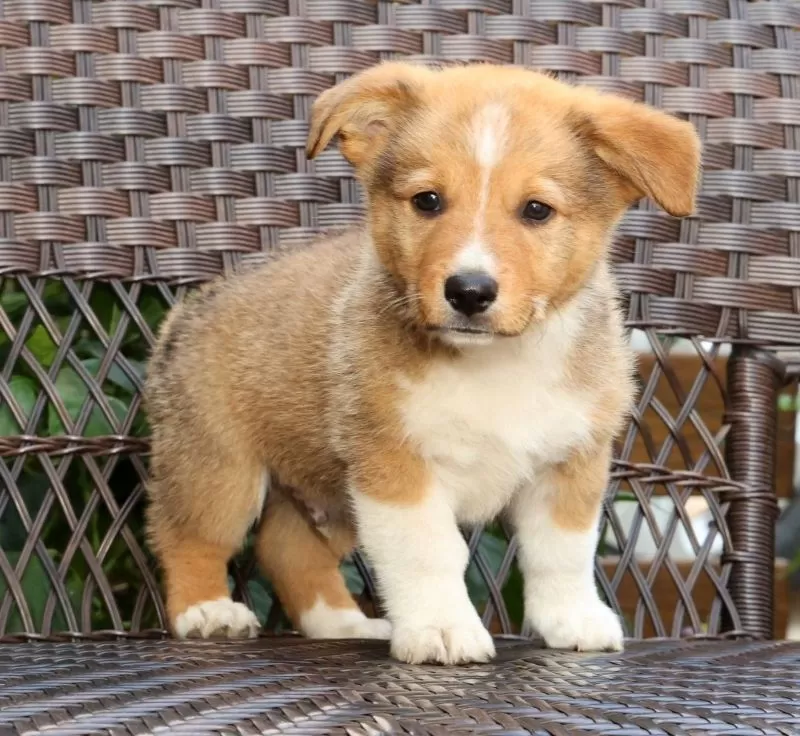 Finnigan