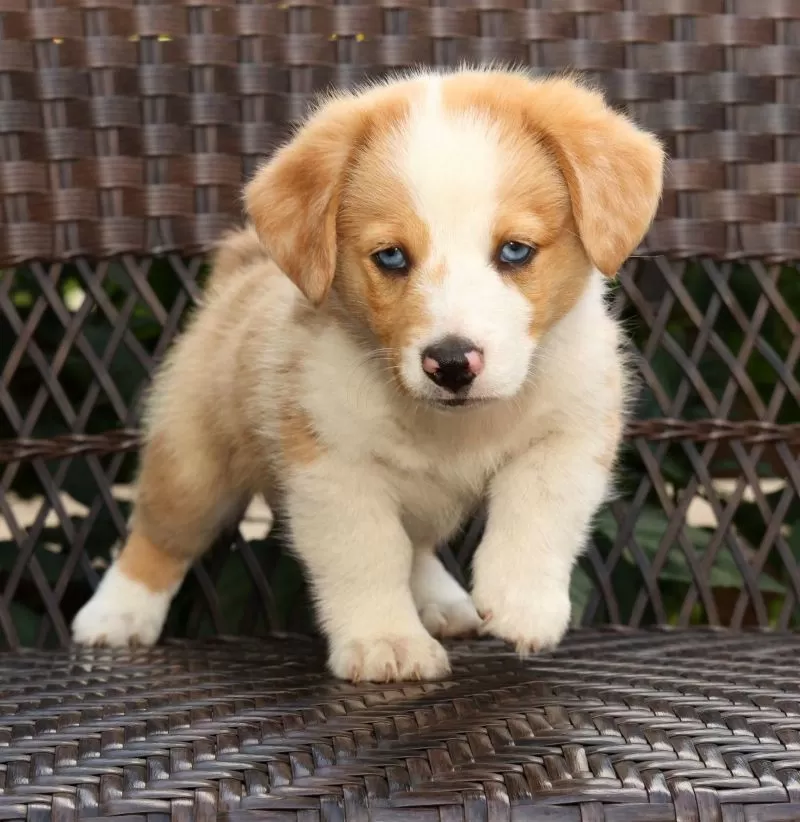 Boone